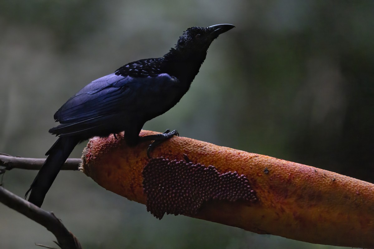 Crinkle-collared Manucode - ML626245429