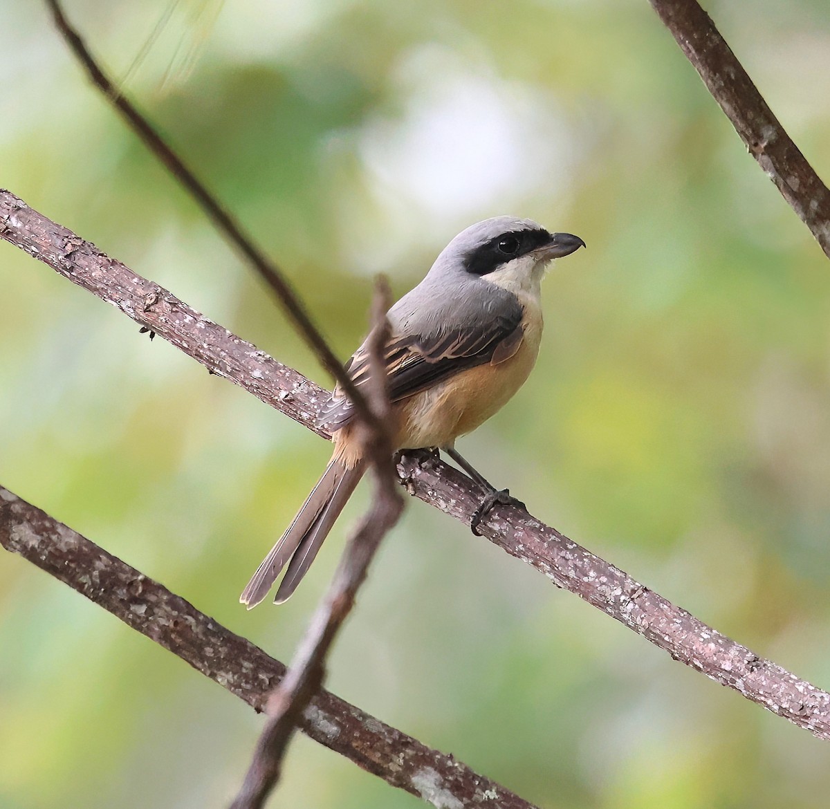 Gray-backed Shrike - ML626245442