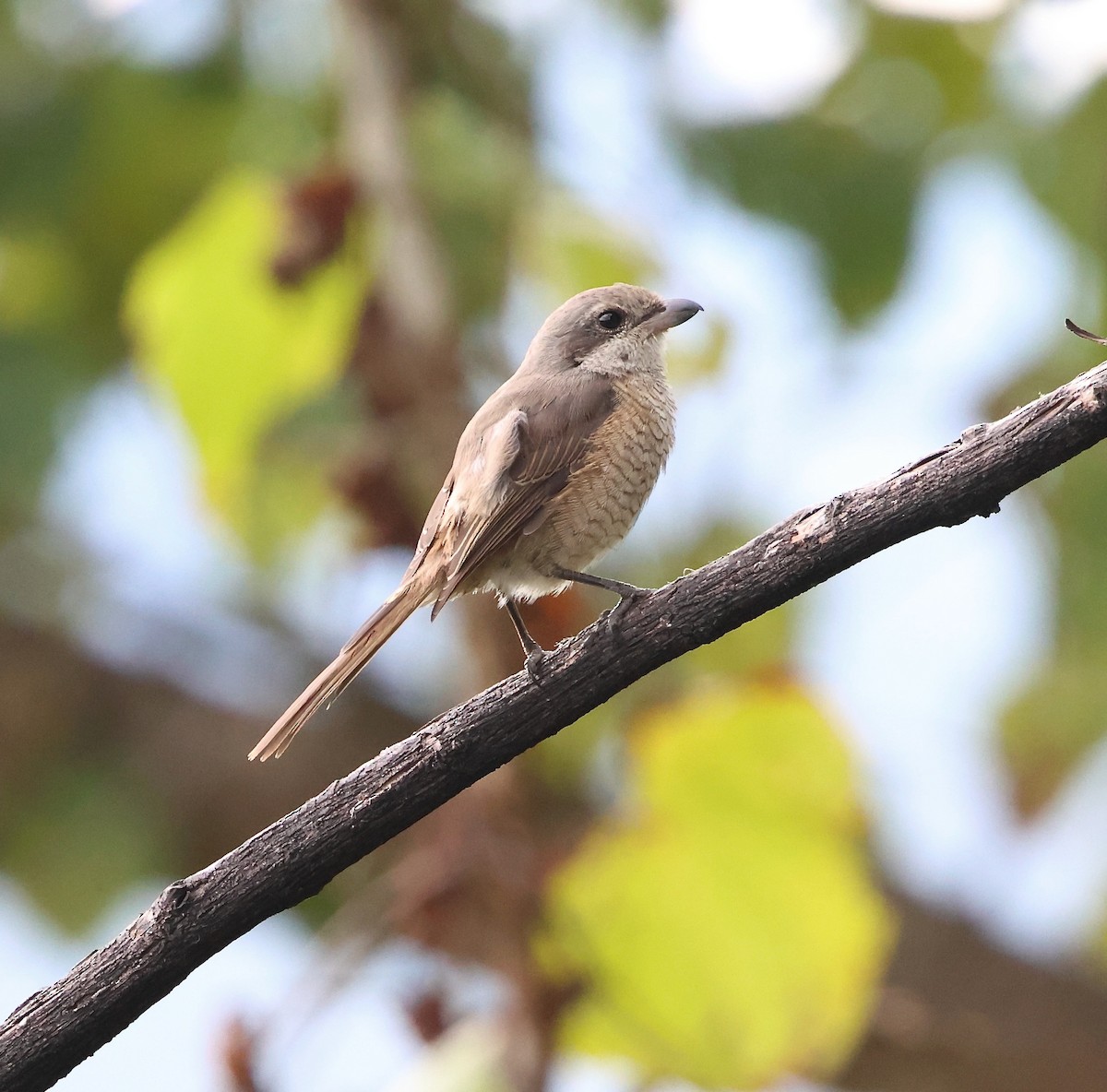 Gray-backed Shrike - ML626245449