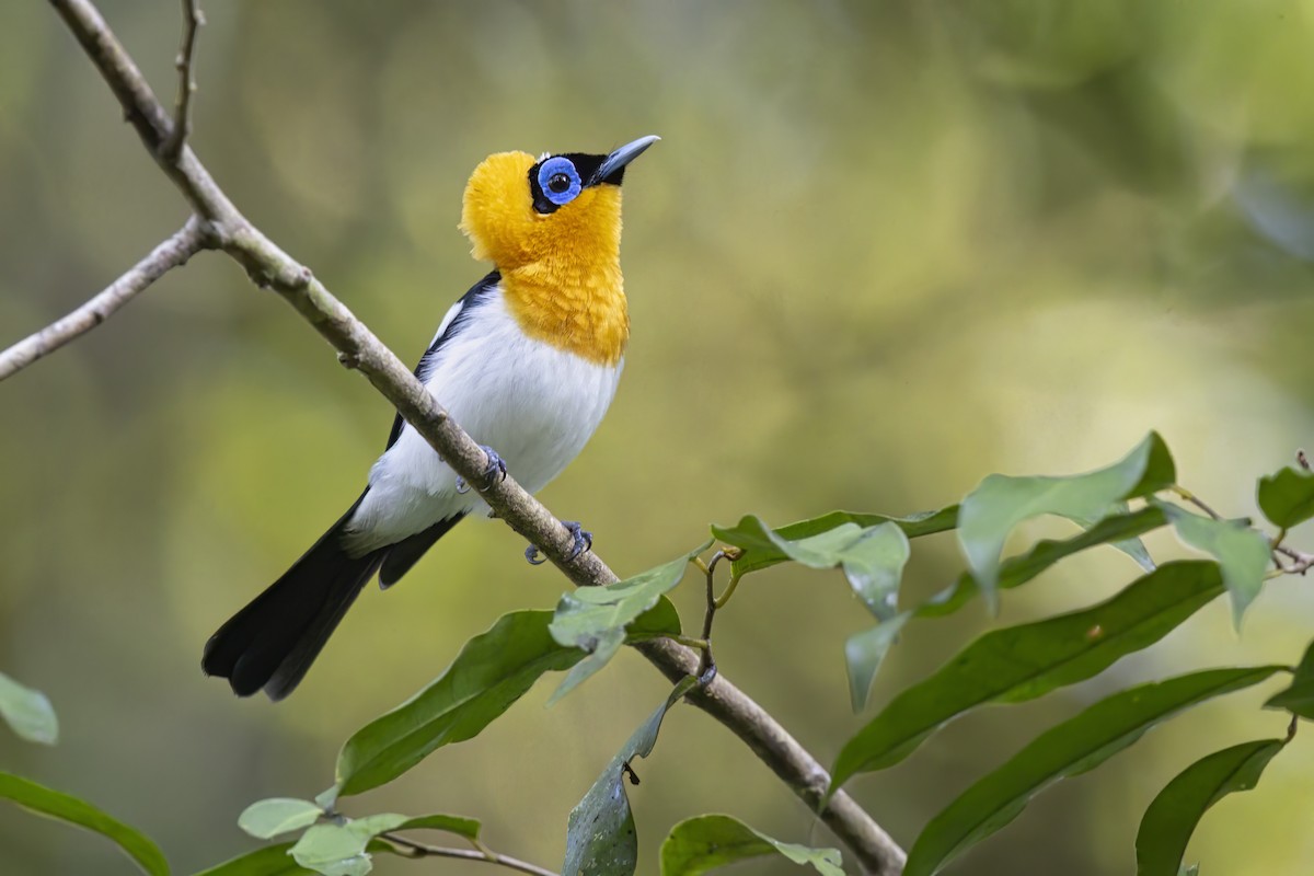 Ochre-collared Monarch - ML626245456