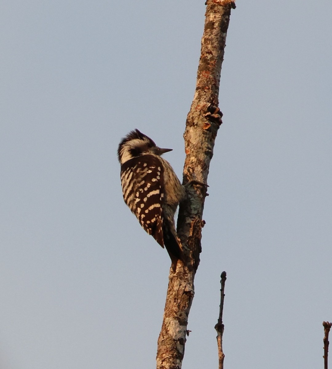 Gray-capped Pygmy Woodpecker - ML626245486