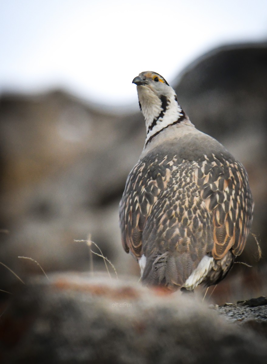 Himalayan Snowcock - ML626245541