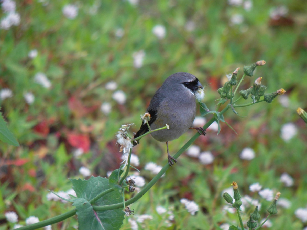 Taiwan Bullfinch - ML626245648