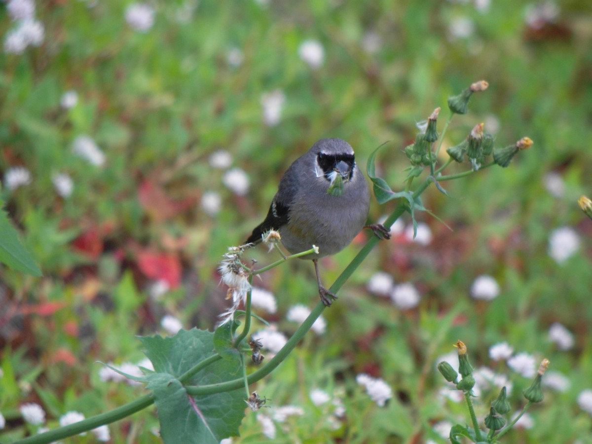 Taiwan Bullfinch - ML626245690