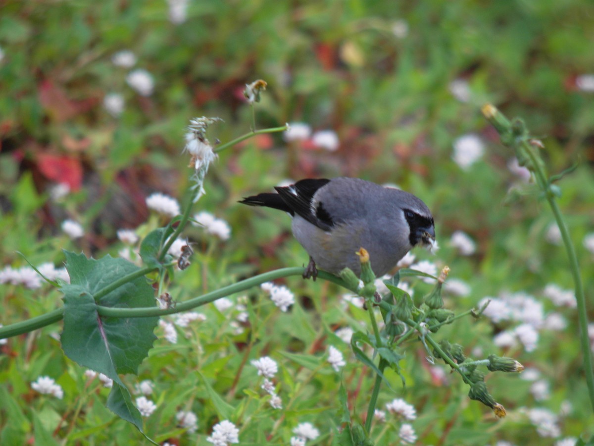 Taiwan Bullfinch - ML626245706