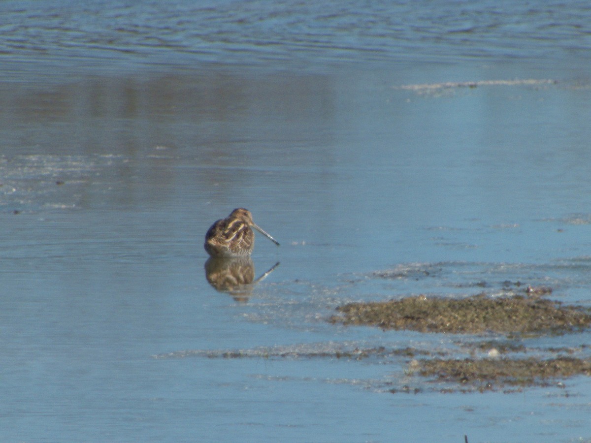 Wilson's Snipe - ML626245756