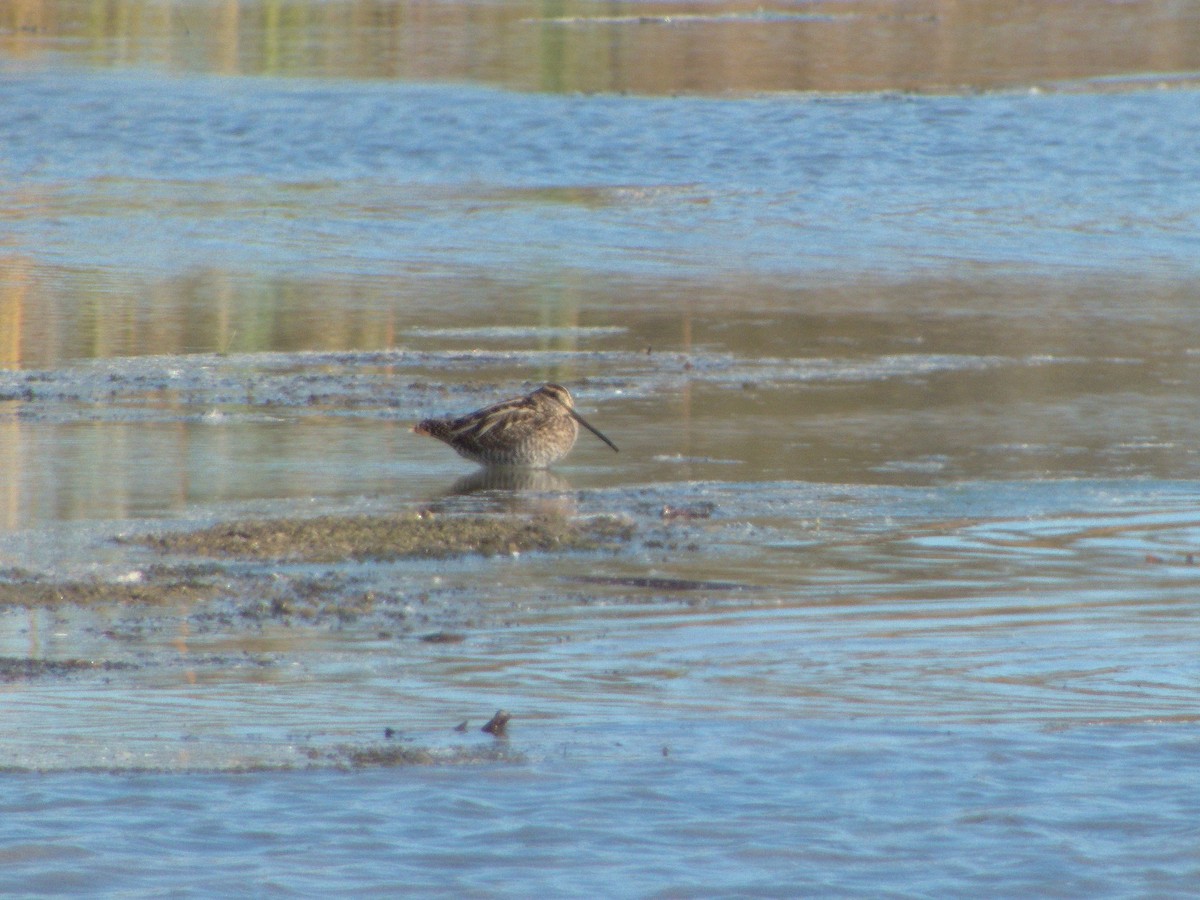 Wilson's Snipe - ML626245757