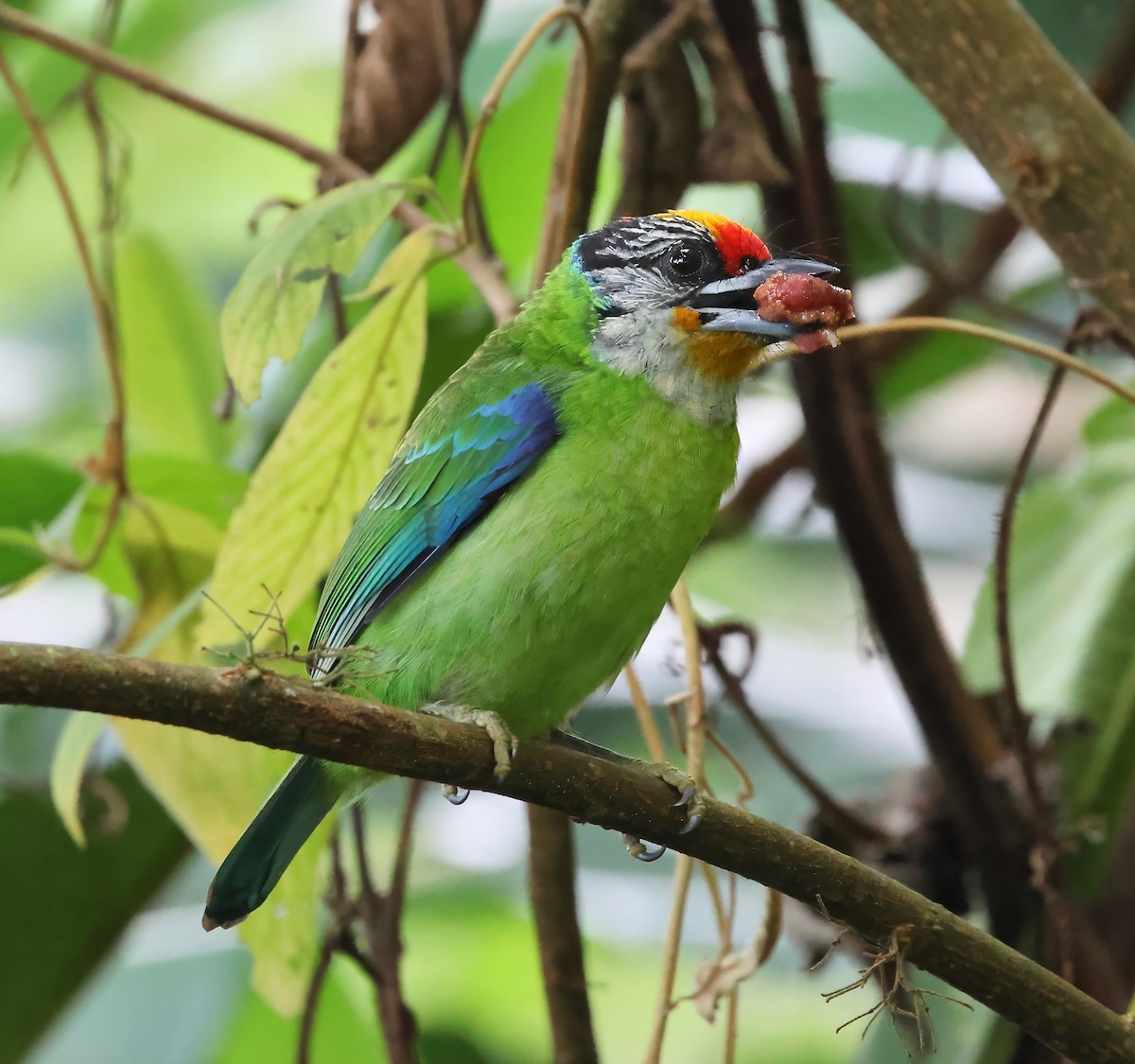 Golden-throated Barbet - ML626245880