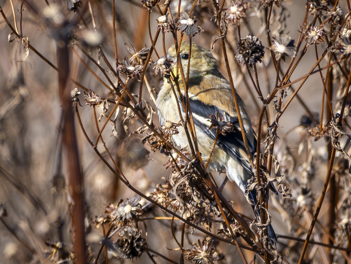 American Goldfinch - ML626245897