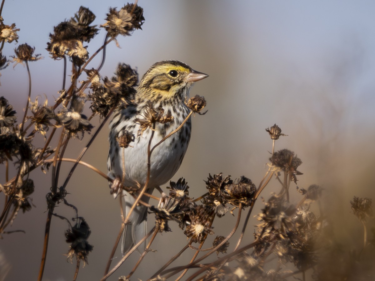 Savannah Sparrow - ML626245905