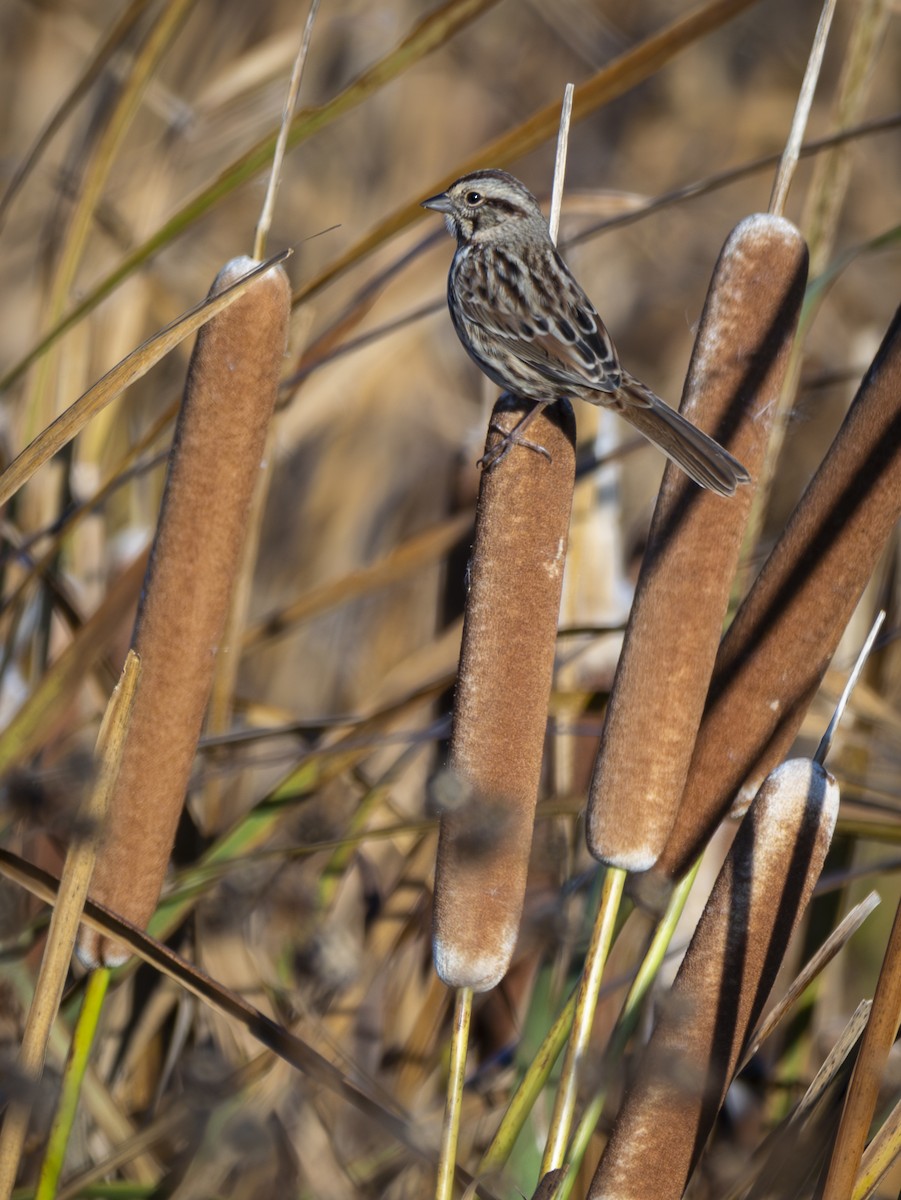 Song Sparrow - ML626245912