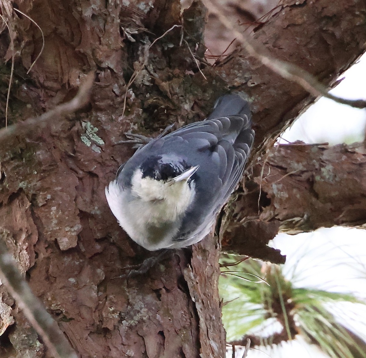 Giant Nuthatch - ML626245922