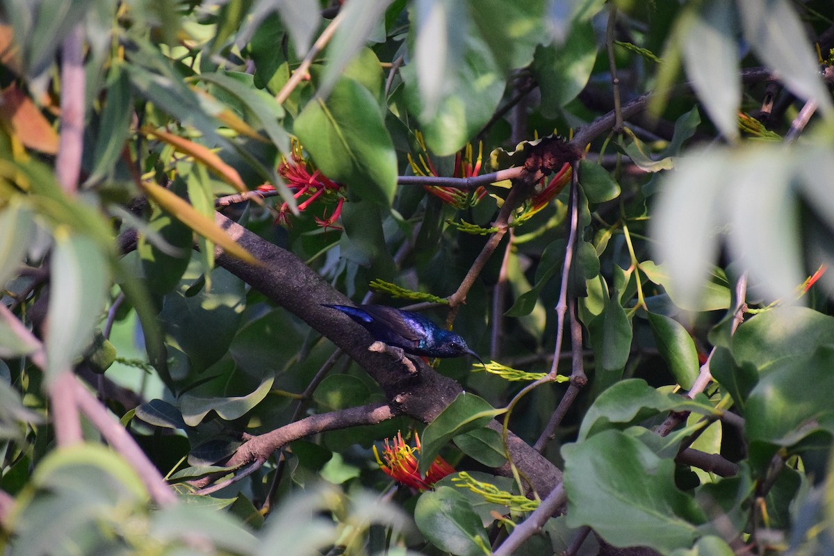 Purple Sunbird - ML626246312