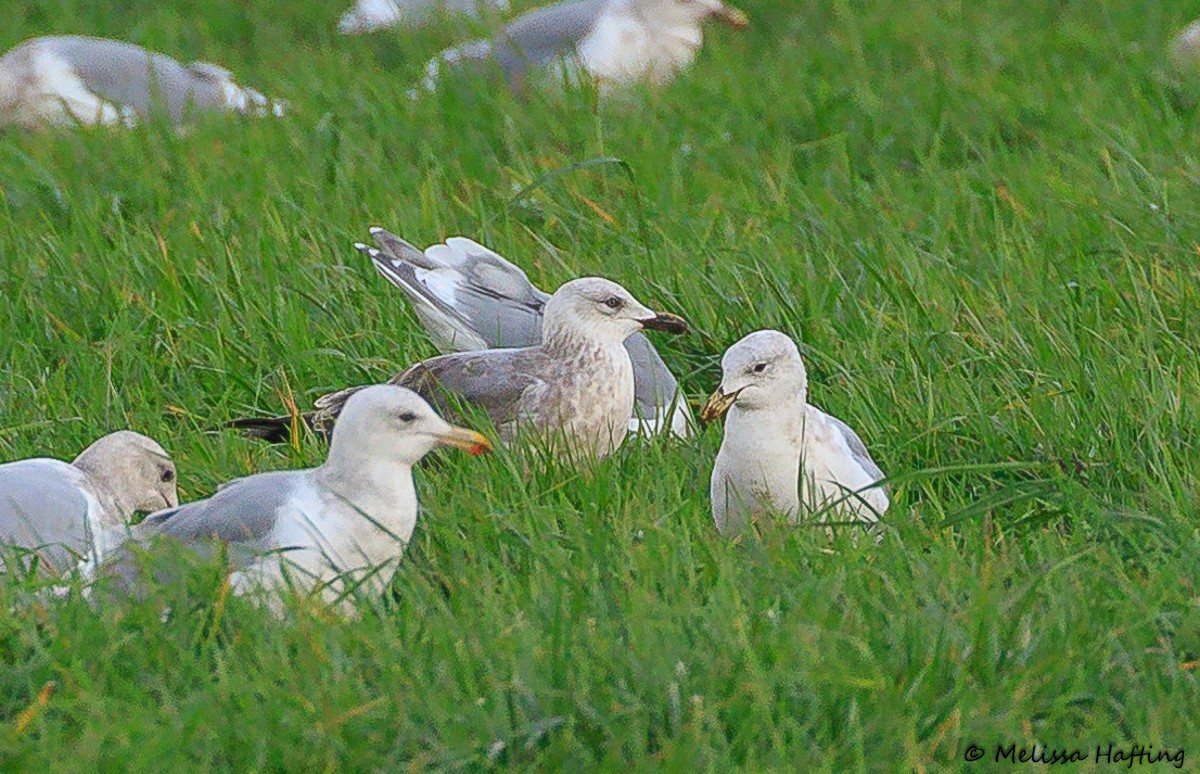 Larus, unbestimmt - ML626246467