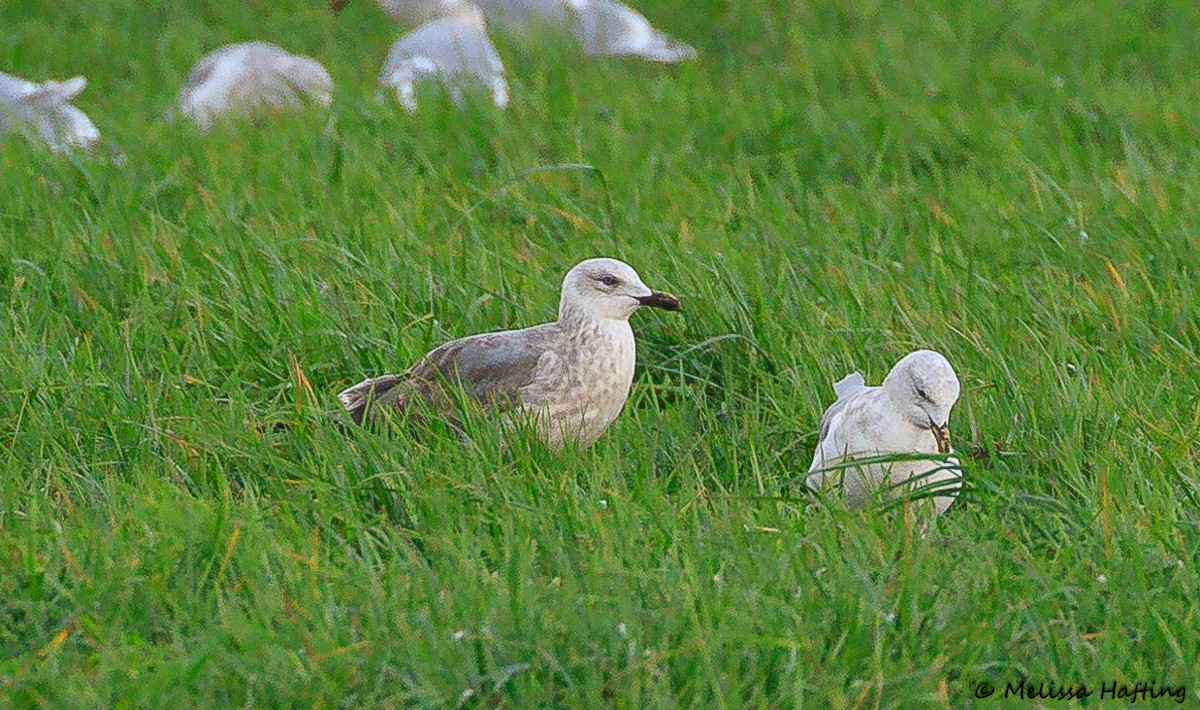 Larus, unbestimmt - ML626246468