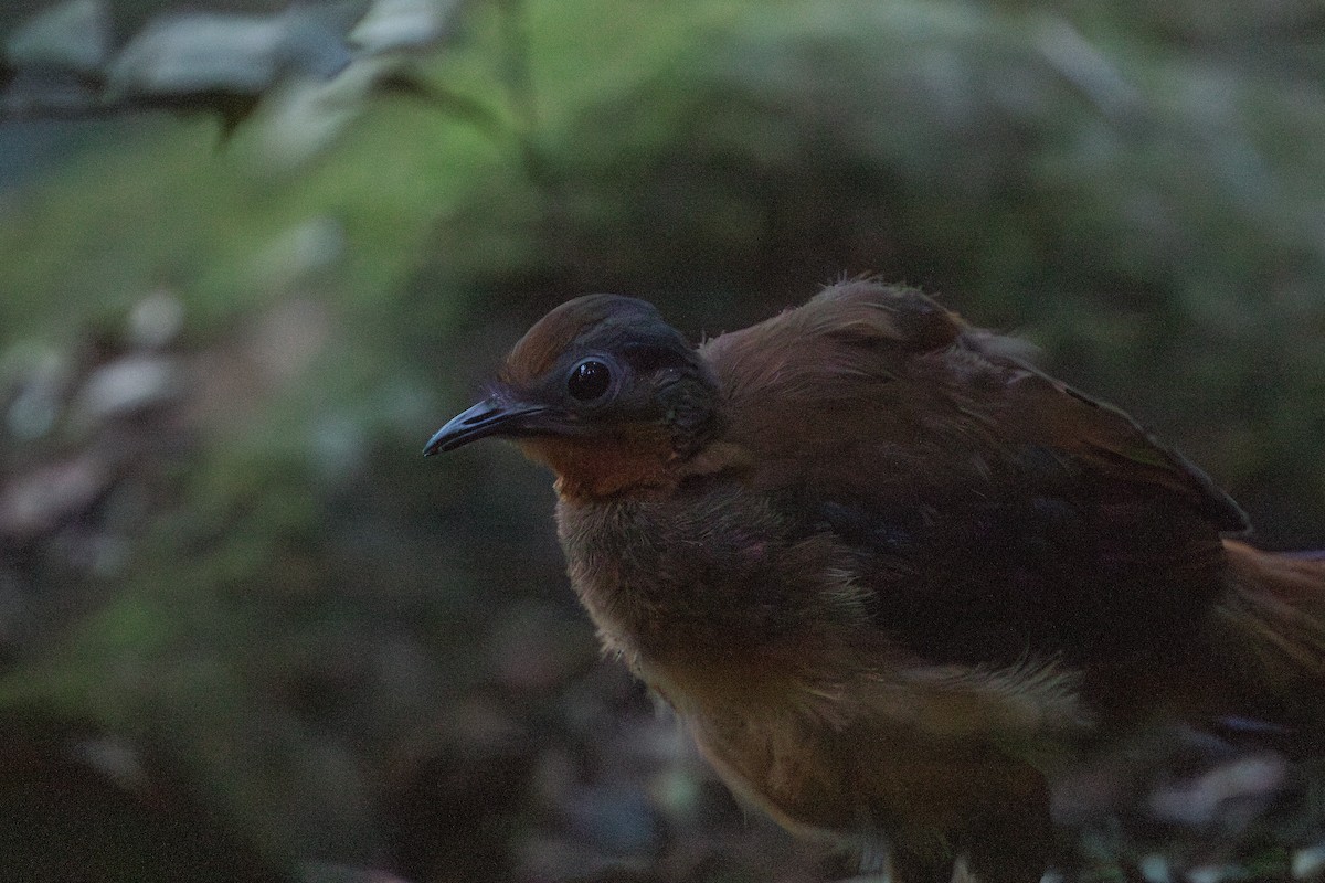 Albert's Lyrebird - ML626246496