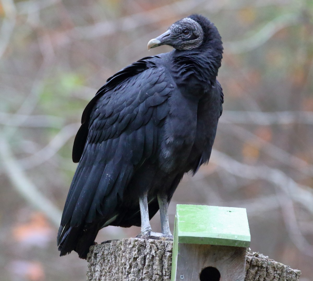 Black Vulture - ML626246554