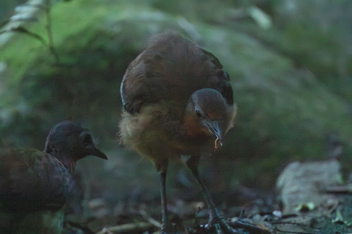 Albert's Lyrebird - ML626246578