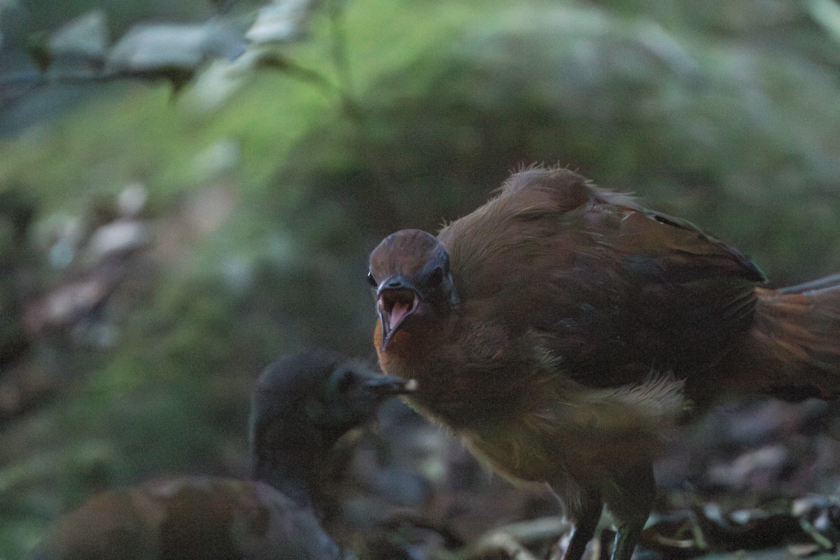 Albert's Lyrebird - ML626246579