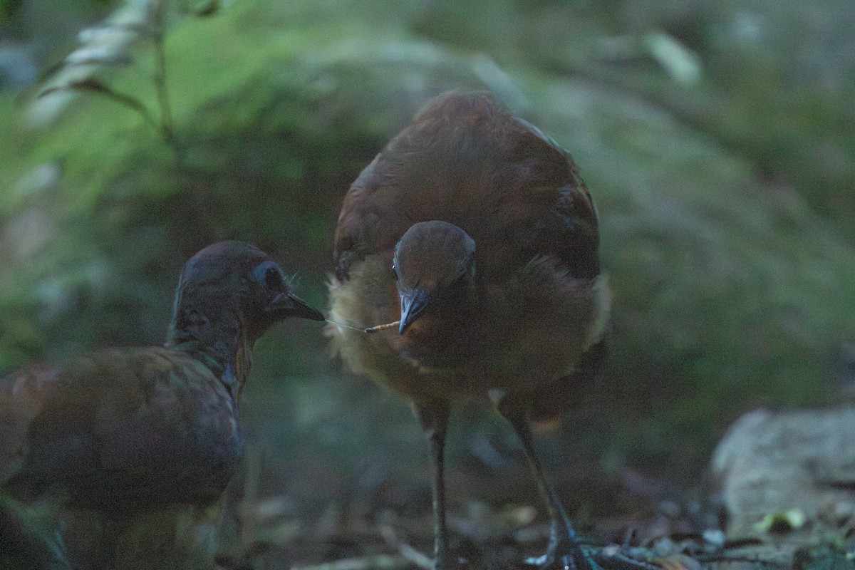 Albert's Lyrebird - ML626246580