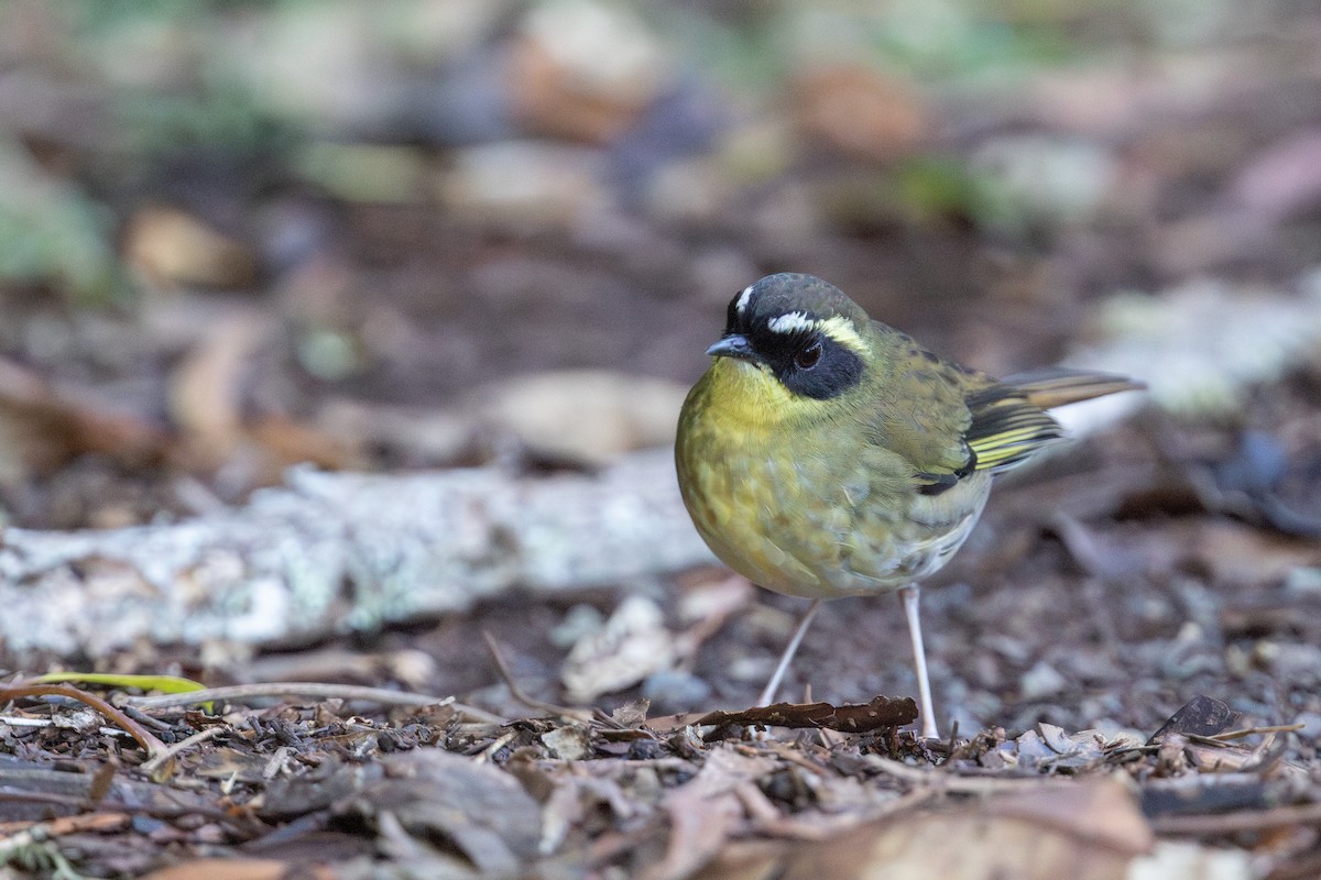 Yellow-throated Scrubwren - ML626246685