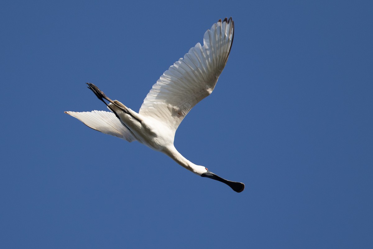 Royal Spoonbill - ML626246760