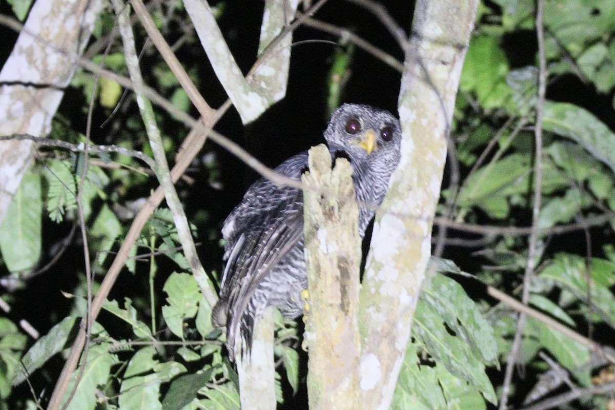 Black-banded Owl - ML626247618