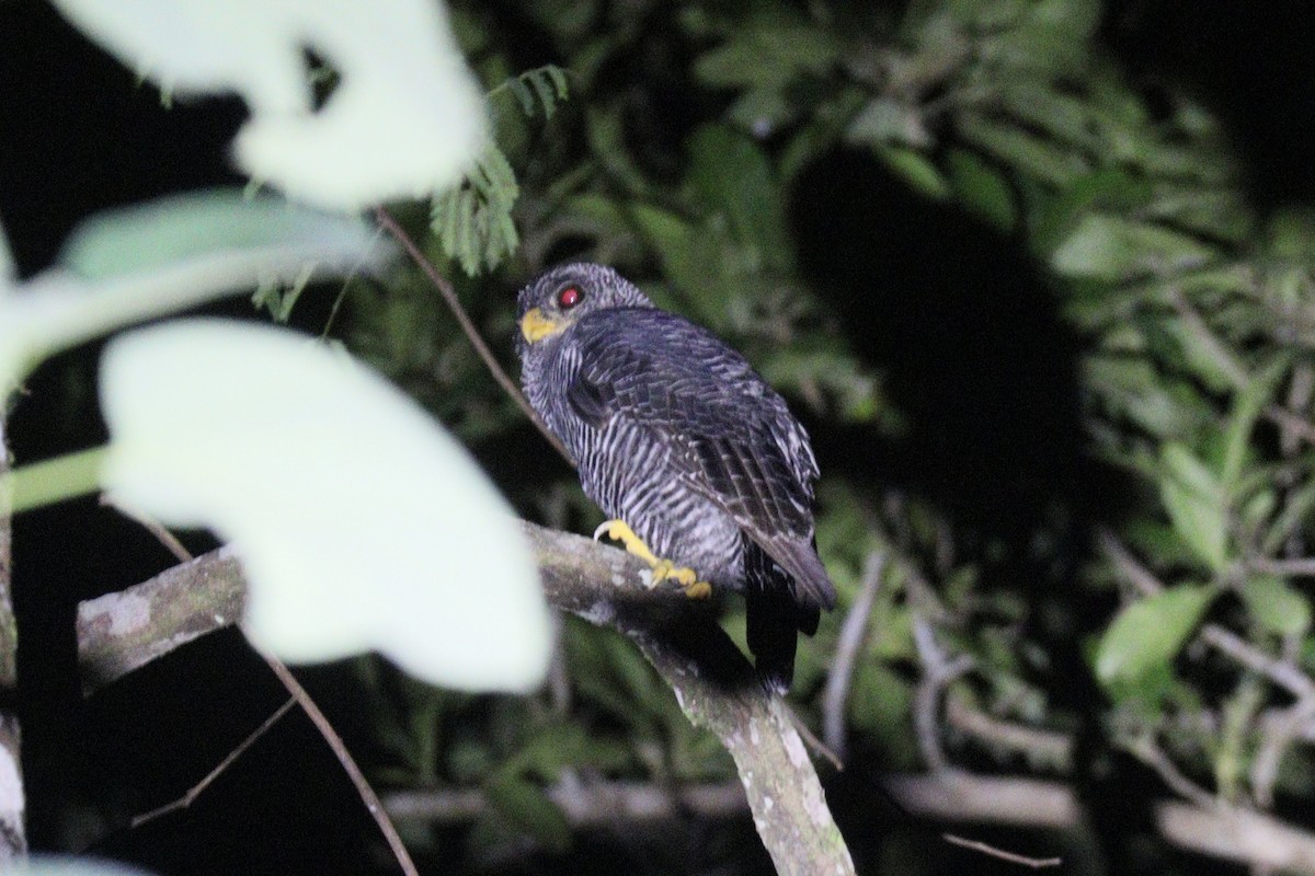 Black-banded Owl - ML626247629