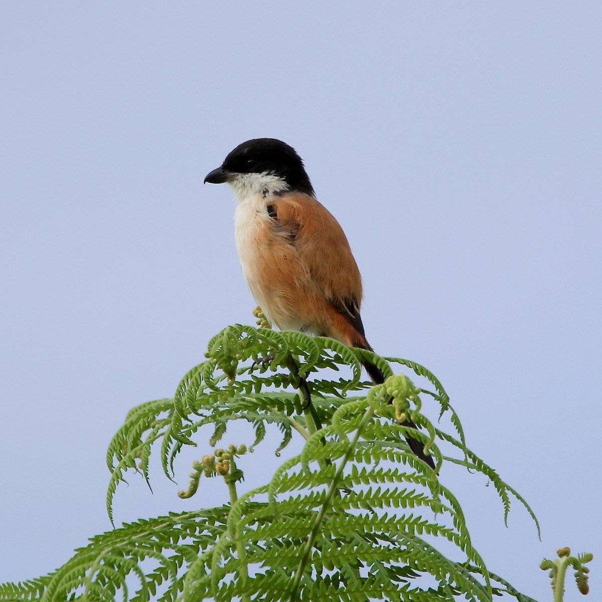 Long-tailed Shrike - ML626247635