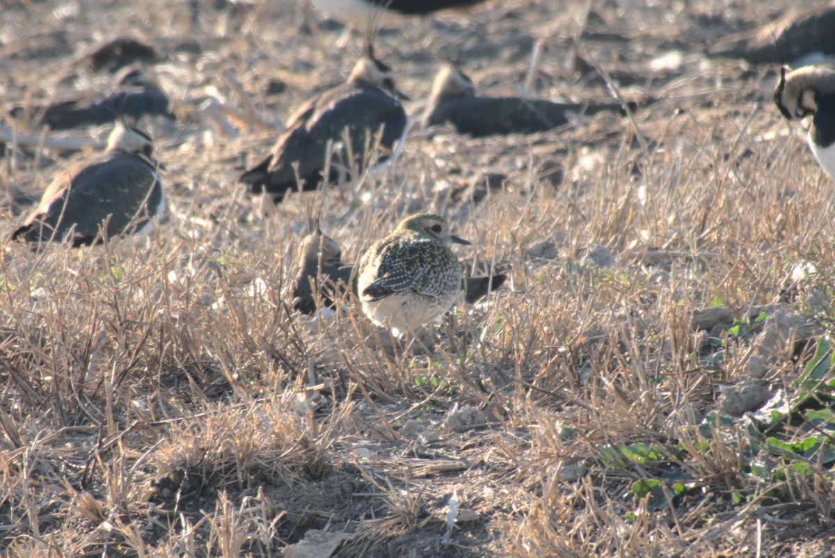 European Golden-Plover - ML626247692