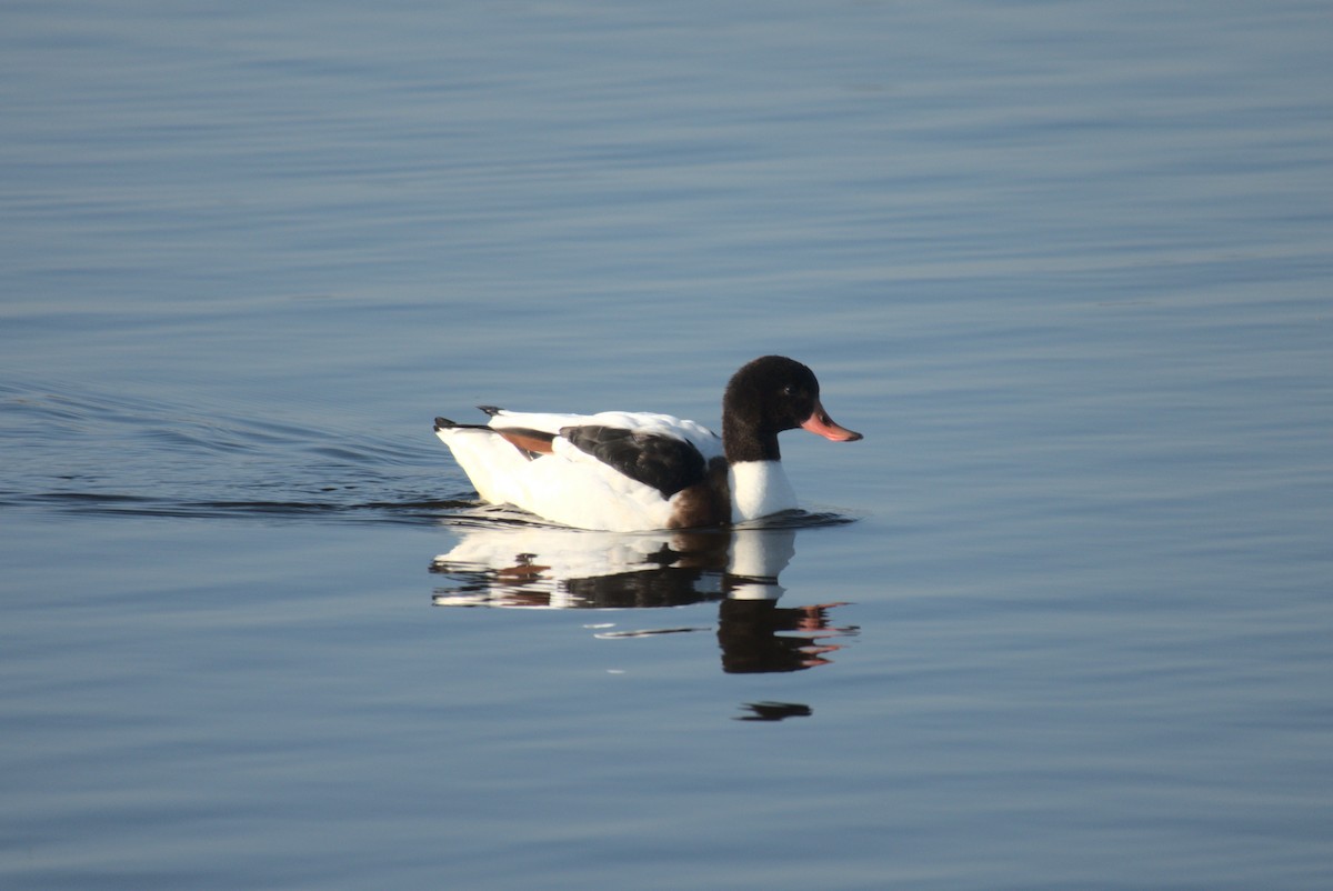 花鳧 - ML626247709