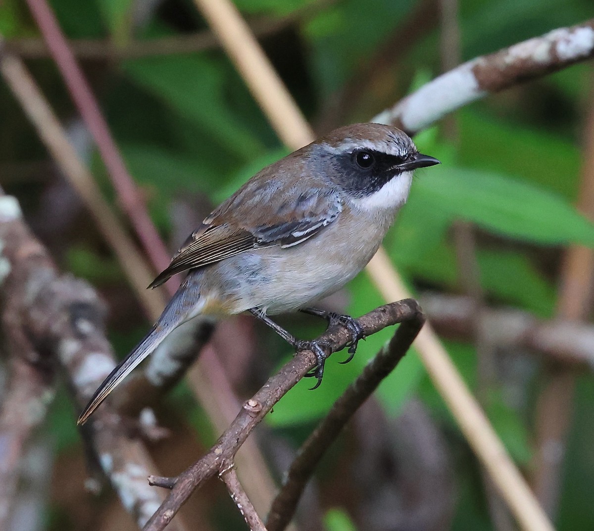 Gray Bushchat - ML626247731