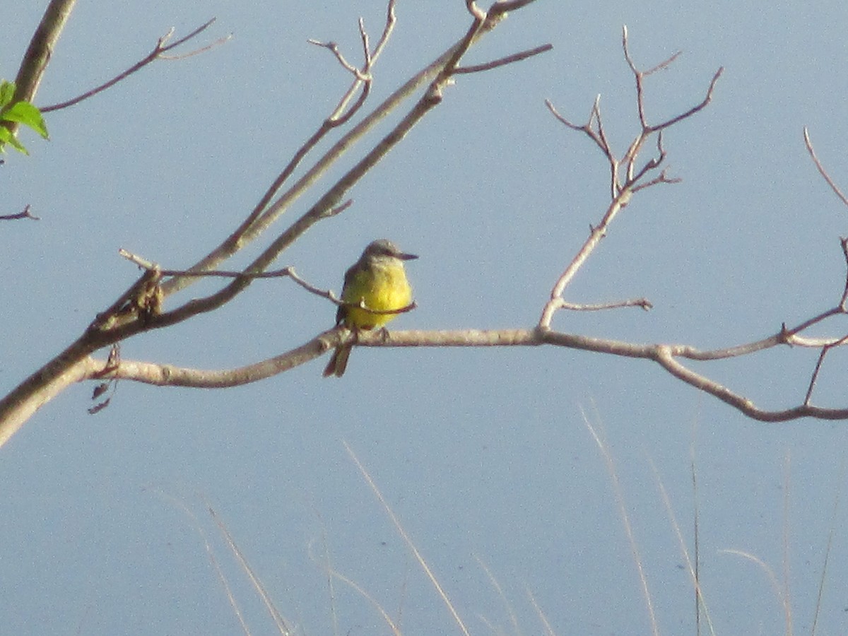 Tropical Kingbird - ML626247805