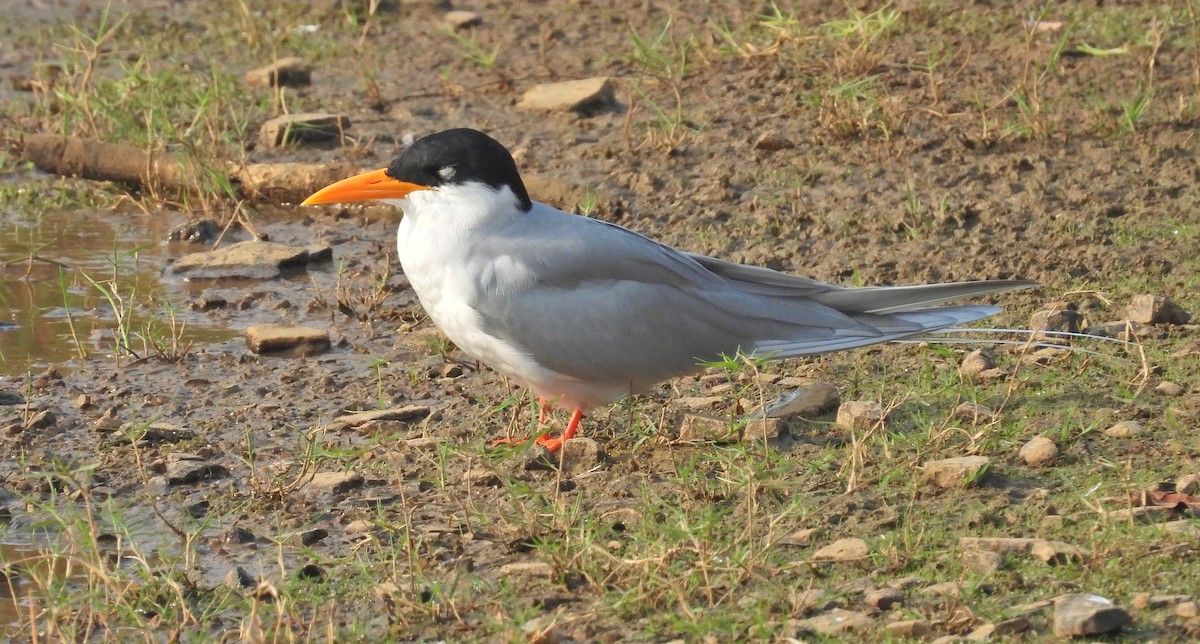 River Tern - ML626247846