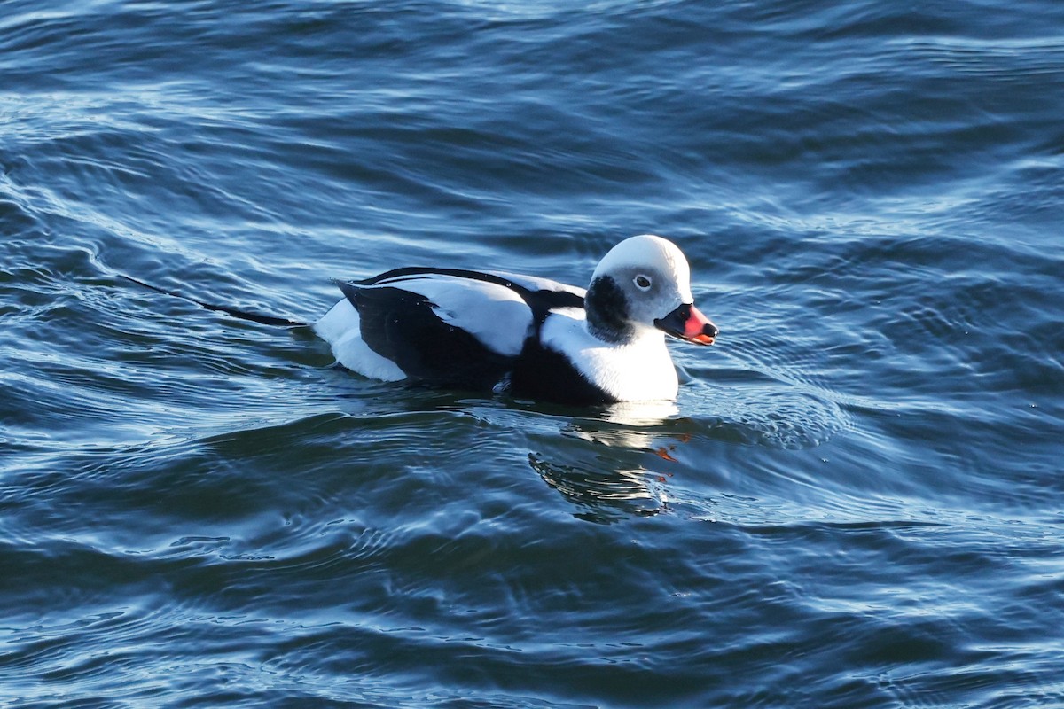 Long-tailed Duck - ML626247935