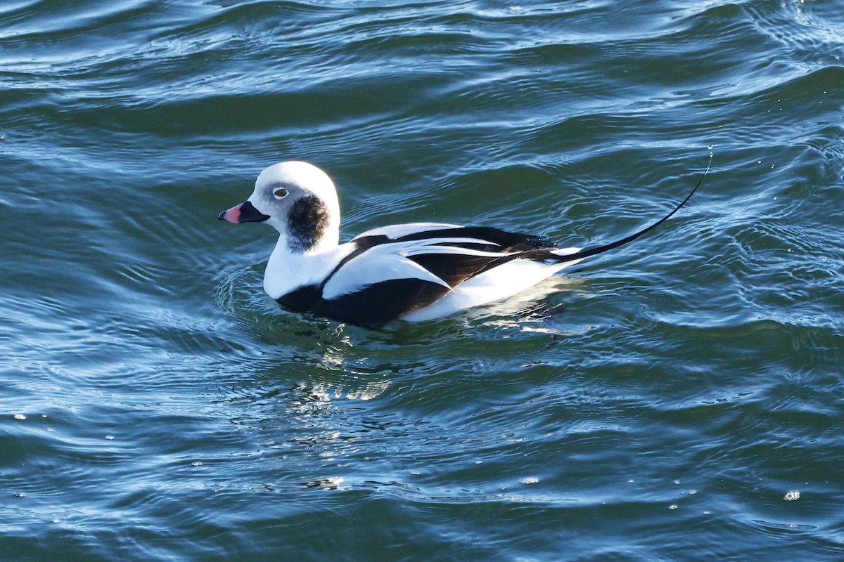 Long-tailed Duck - ML626247936