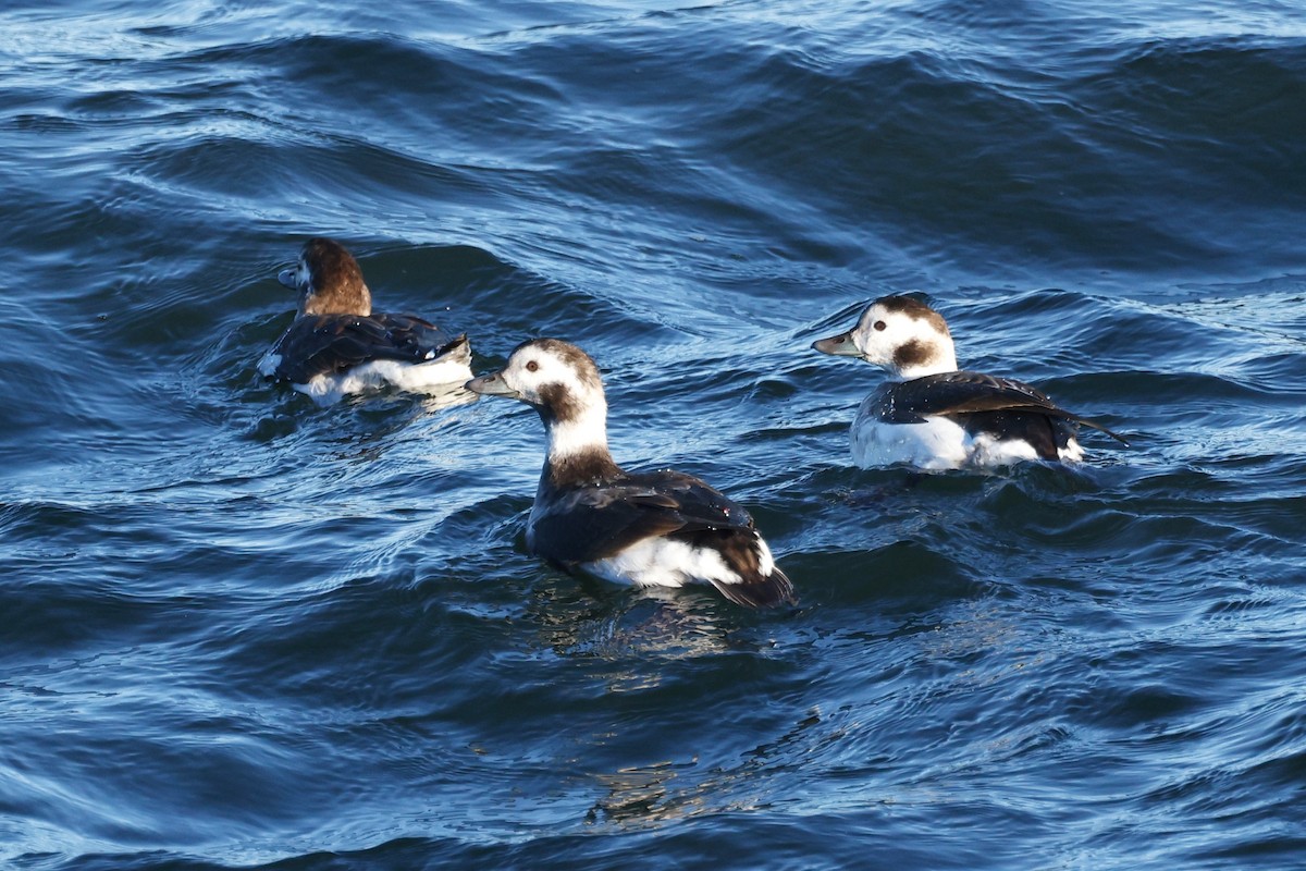 Long-tailed Duck - ML626247937