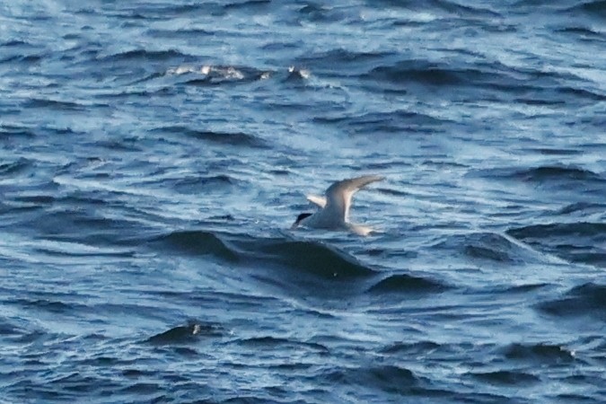 Arctic Tern - ML626247952