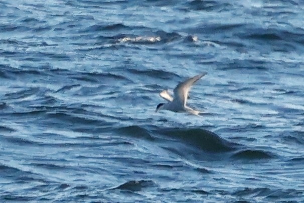 Arctic Tern - ML626247953