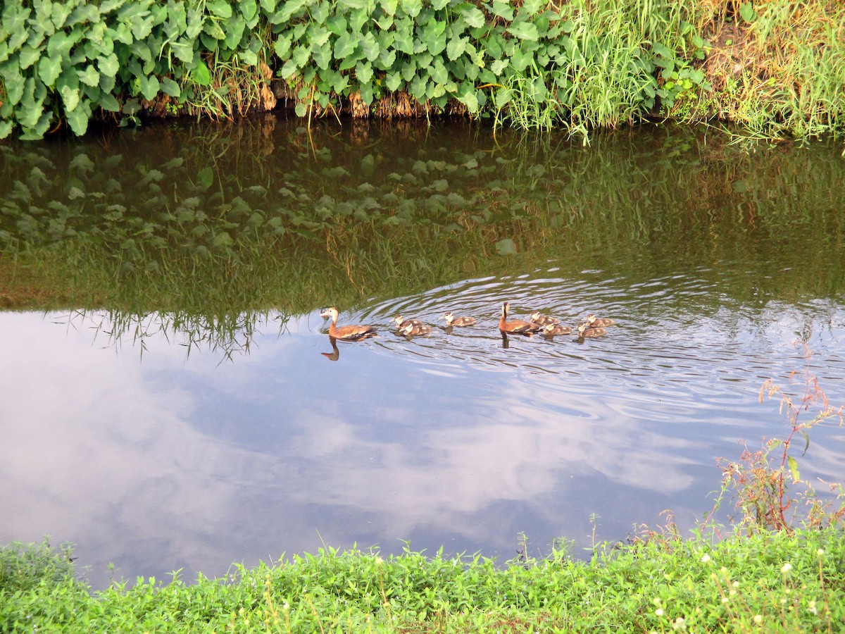 husička černobřichá - ML626248018