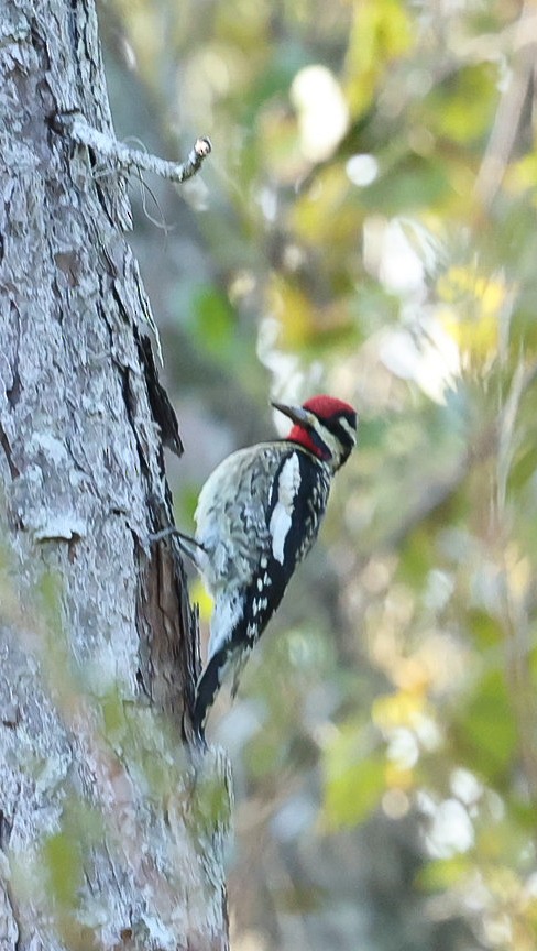 Yellow-bellied Sapsucker - ML626248360