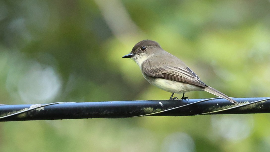 Eastern Phoebe - ML626248368