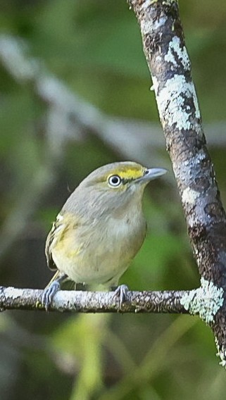 White-eyed Vireo - ML626248372