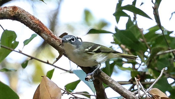 Blue-headed Vireo - ML626248378