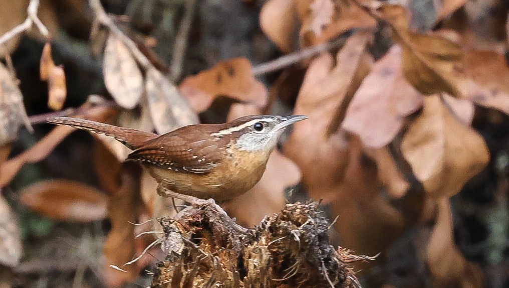 Carolina Wren - ML626248389