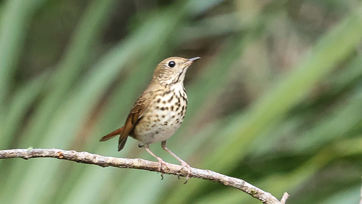 Hermit Thrush - ML626248405