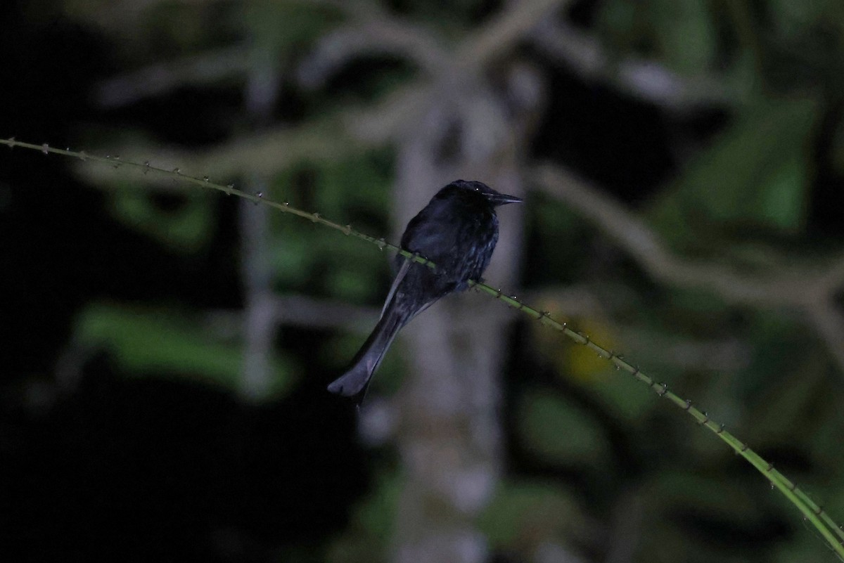 Hair-crested Drongo (Mentawai) - ML626248421