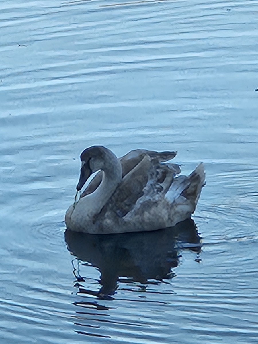 Mute Swan - ML626248752