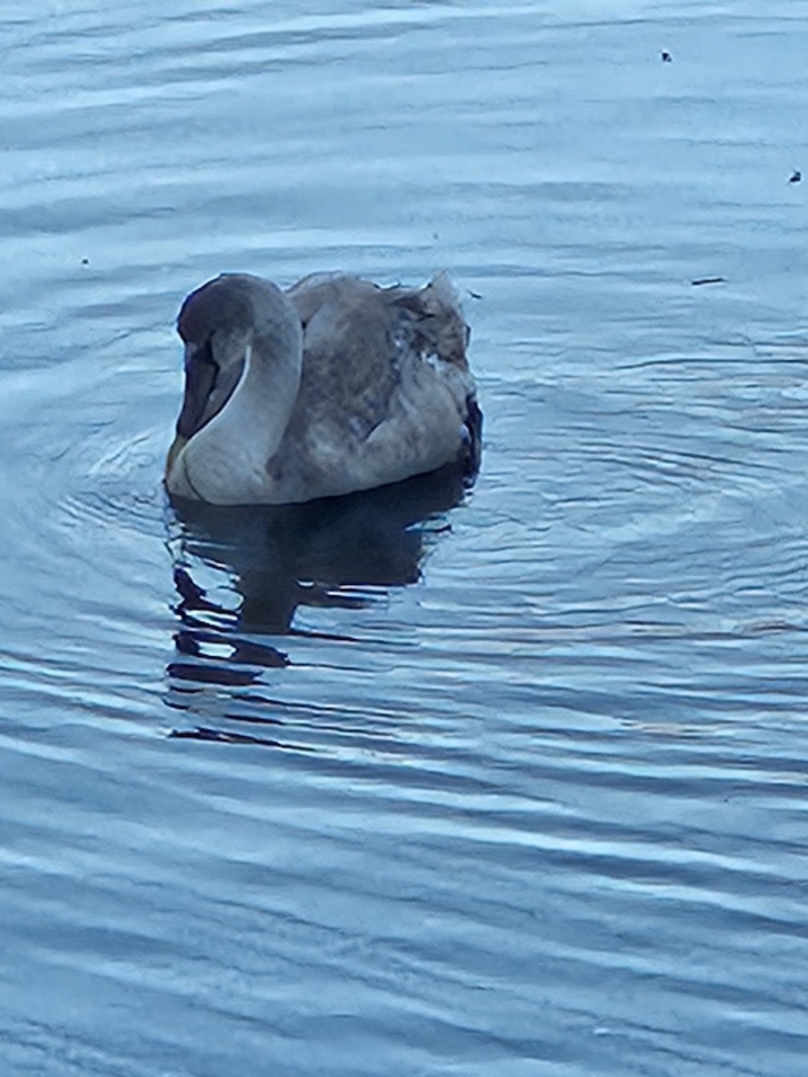 Mute Swan - ML626248753