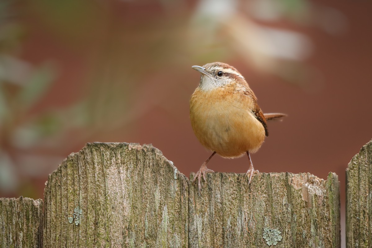 Carolina Wren - William McKellar